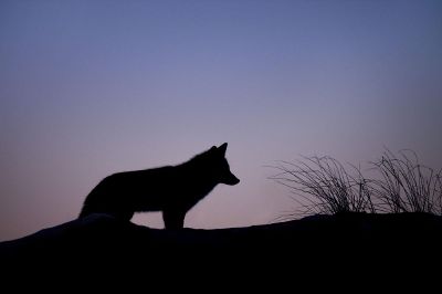 wolf at sunset