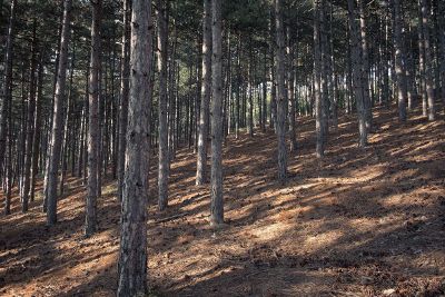 trees on a slope