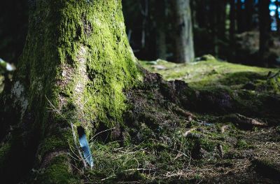 bird feather in the forest