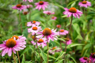 colorful flowers in a field