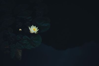 waterlily floating
