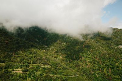 wooded hillside in clouds