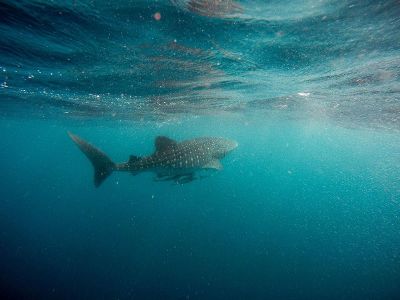 whale shark swimming in ocean