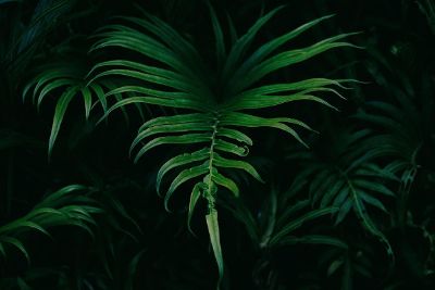 fern on black backdrop