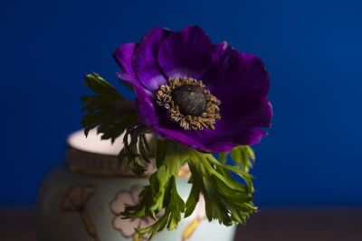 purple flower in pot