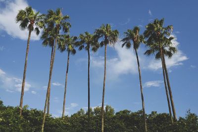 tall palm trees