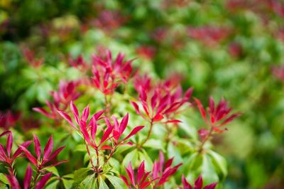 red flowers macro shot