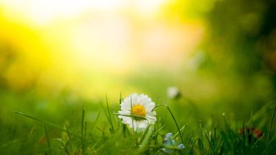 daisy in the grass