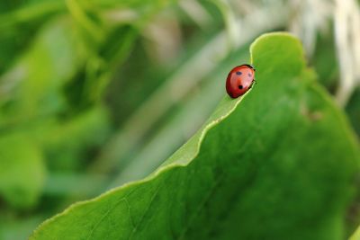 ladybug on leaf