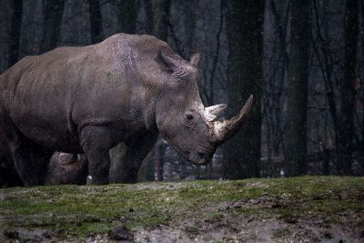 rhino in rain