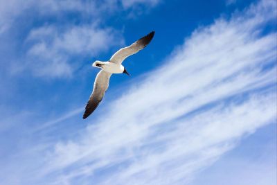 bird in flight against blue sky