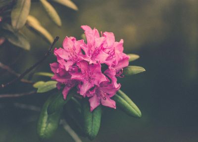 a magenta colored flower