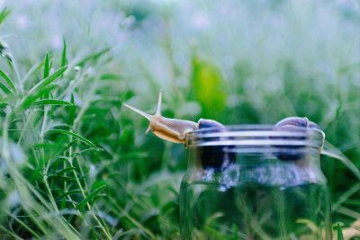 snails escaping jar