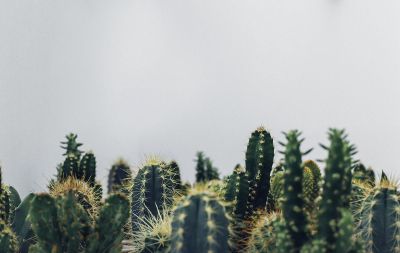 a lot of cacti