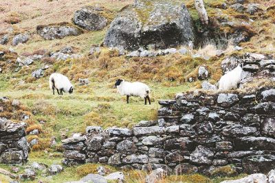 sheep on grassy hill