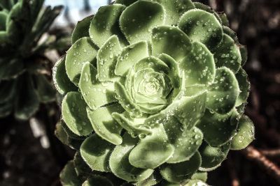 succulent with water beads