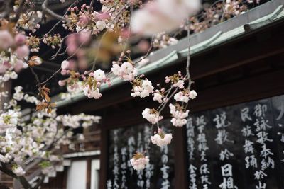 japanese cherry blossoms