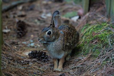 rabbit and pinecone