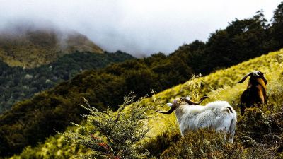 goats on a mountainside