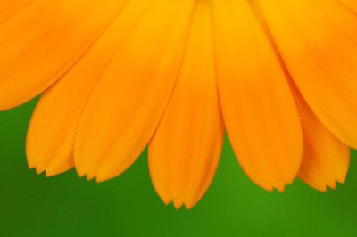 yellow flower petals