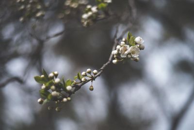 small white tree blossoms