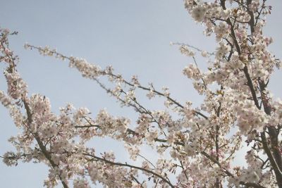 blooming tree branch