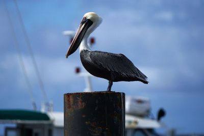 pelican standing on post