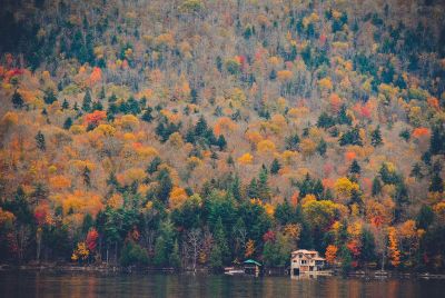 forest in the fall