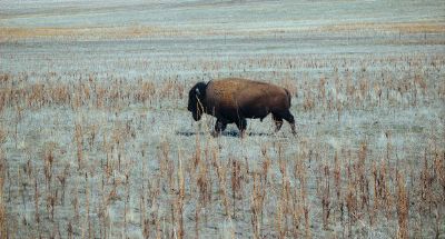 lone buffalo