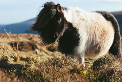 horse grazing on wild grass