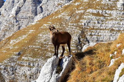 goat on a mountain