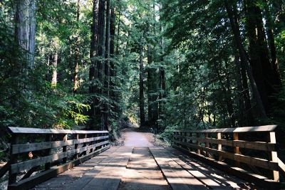 wood bridge through forest