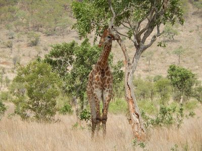 giraffe under a tree