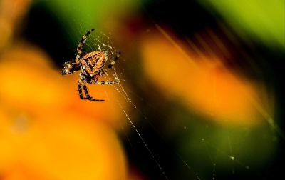 spider on web on yellow background
