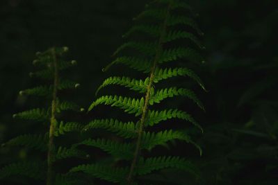 fern at night
