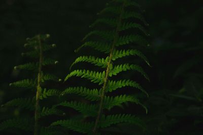 fern at night