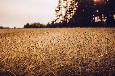 ripe wheat field