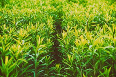 field of grass