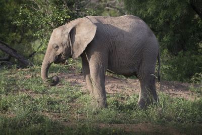 elephant eating