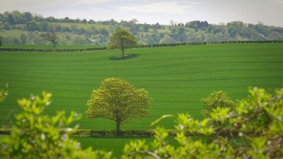 green field with single tree