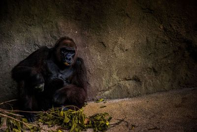 gorilla sitting in cave
