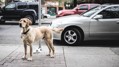 dog on leash