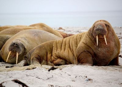 walrus on the beach