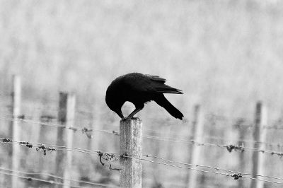 crow on a fence