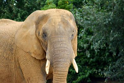 elephant among trees