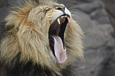 male lion yawning