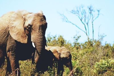 elephants in the forest