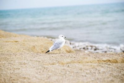 bird on a beach