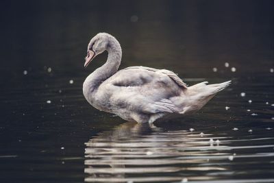 grey duck