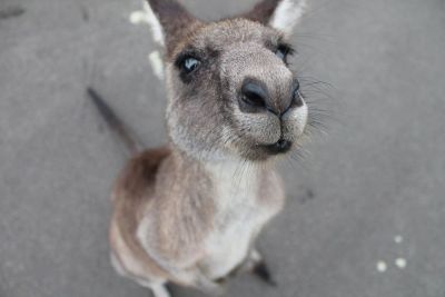 kangaroo city